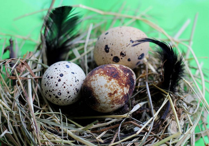 在稻草上筑巢用鹌鹑蛋和羽毛在浅绿色的背景上筑巢.照片