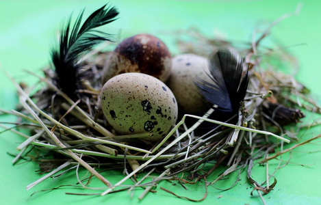 用鹌鹑蛋和羽毛在浅绿色的背景上筑巢.照片