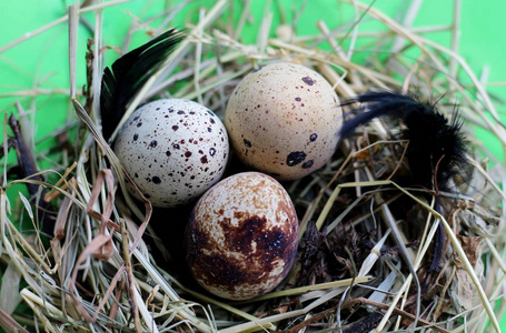 在稻草上筑巢用鹌鹑蛋和羽毛在浅绿色的背景上筑巢.照片
