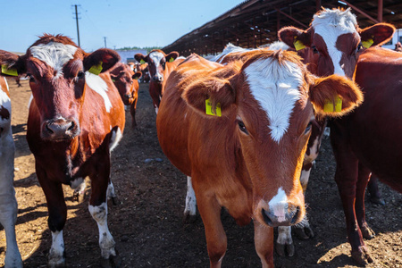 特写肖像,五颜六色的印度孔雀,鸟类养殖中流行的鸟类品种猫养殖英国人