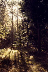 阳光穿过森林里的树图片
