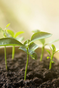 幼嫩的柑橘芽.种植你自己的植物.柠檬,橘子盆栽,室内装饰植物.照片