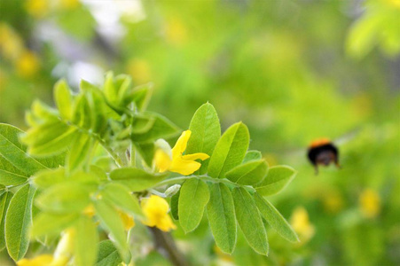 大黄蜂在花上采集花粉图片