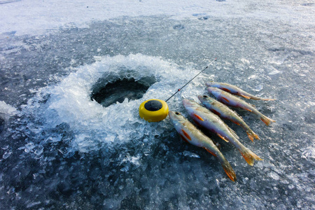 冰钓鲈鱼湖面冰钓照片