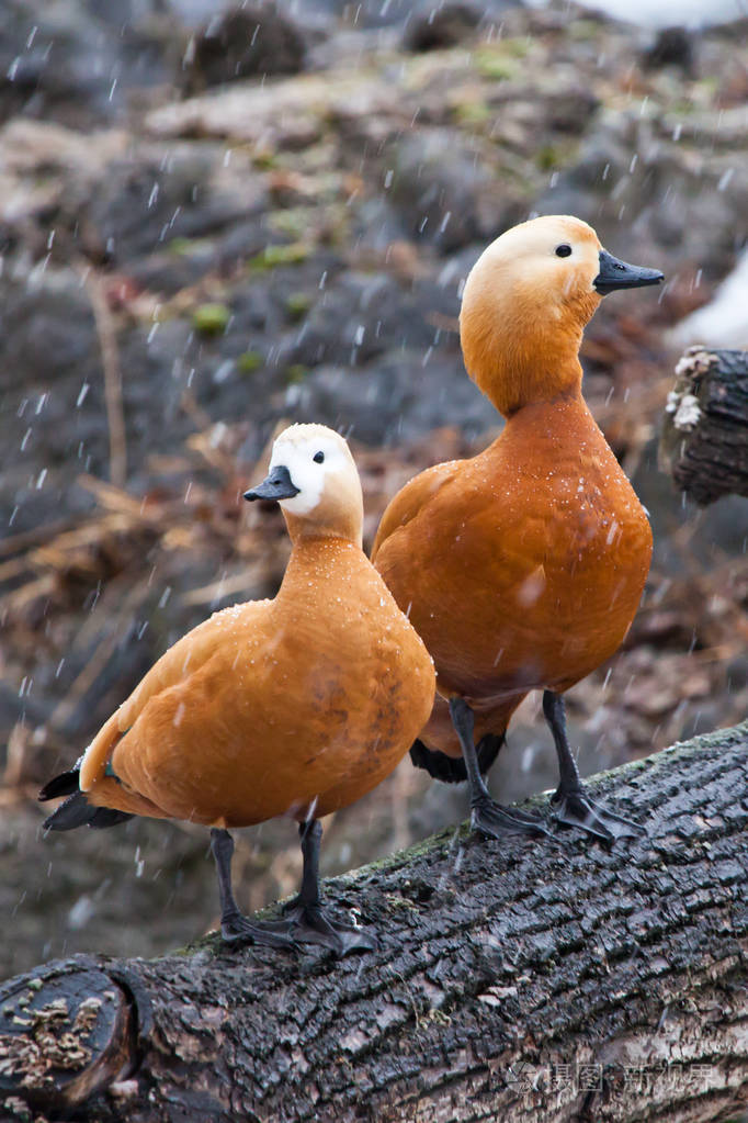 两只鸭子一对已婚夫妇正坐在一棵树上漂亮极了