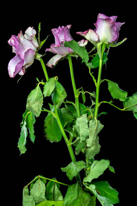 三朵粉红色的玫瑰长在高茎上图片