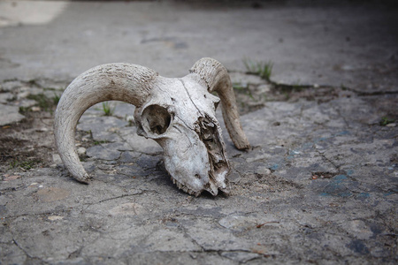 牛骨石破碎的石头背景上的羊头骨摄影图