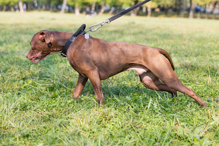 美国水猎犬图片