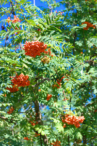 晴朗干燥的夏日里的杨梅图片