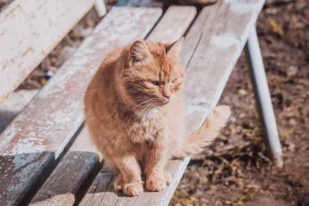 孤独的流浪猫一只流浪猫的画像.无家可归的孤独猫.不快乐和悲伤的猫.