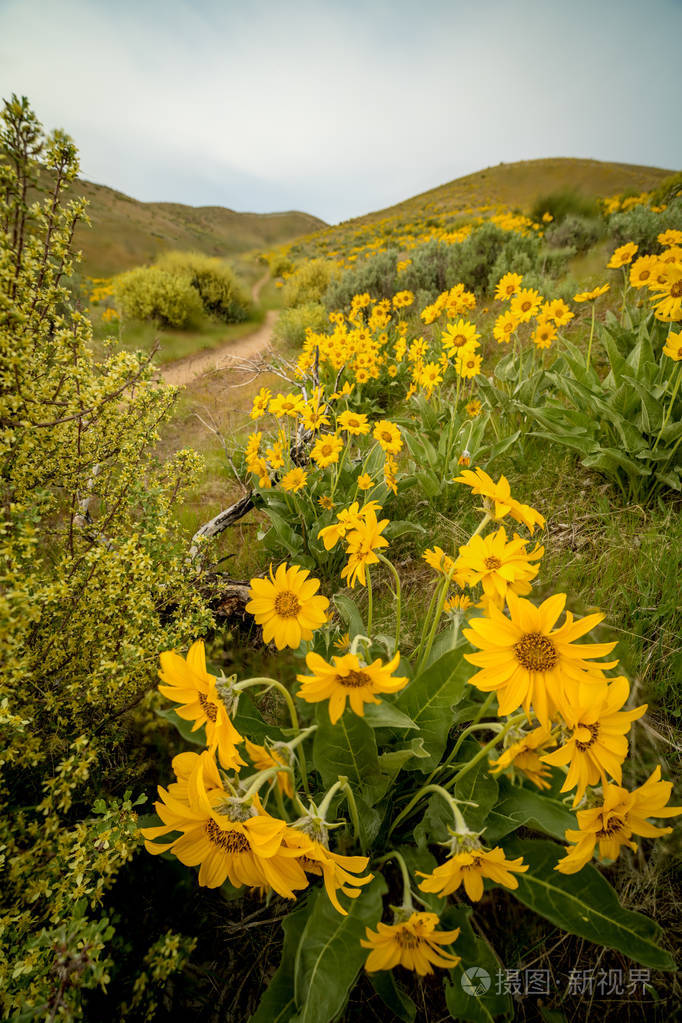 在爱达荷州博伊西山脚下的野花