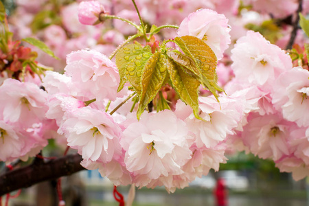 粉红色樱花花序与雨滴特写照片