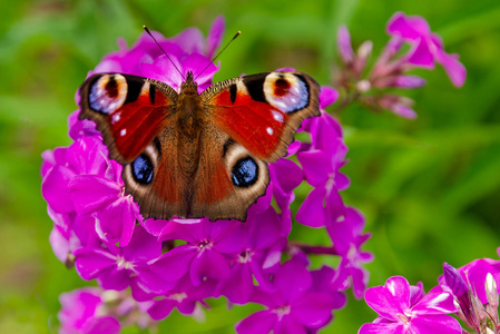 紫色金光菊,光线柔和背景海军上将蝴蝶木特写镜头海军上将瓦妮莎