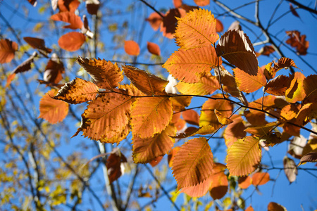 五彩斑斓的天空美丽的秋天五彩斑斓的榛树叶.蓝色的天空衬托着红黄绿.