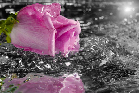玫瑰溅起水花落在水里图片