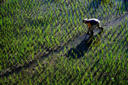 农民种田稻田种田农民照片