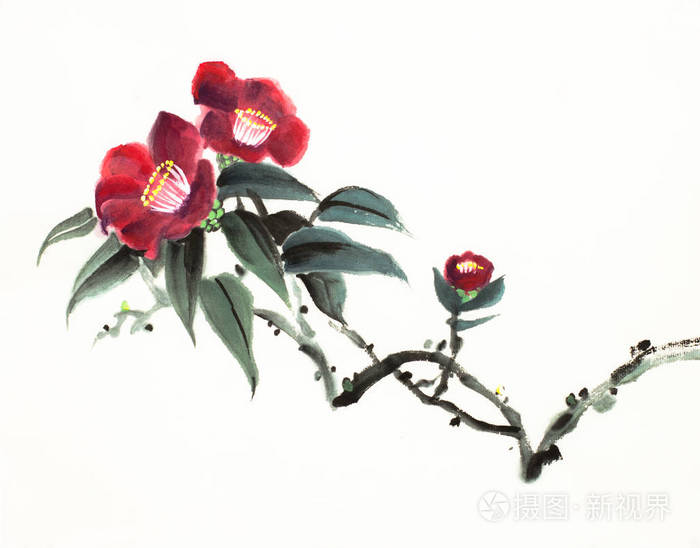 红茶花照片 正版商用图片2ik6kf 摄图新视界