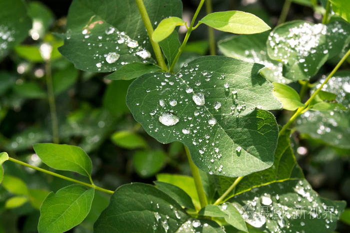 雨后带着水滴的绿叶树叶上的露珠