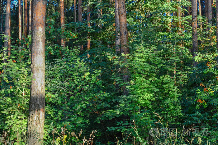 森林灌木丛为有经验的旅行者准备的旅游路线俄罗斯