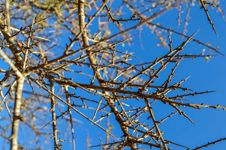 无叶叶子没有叶子背景的树枝.无叶的旱季树.照片
