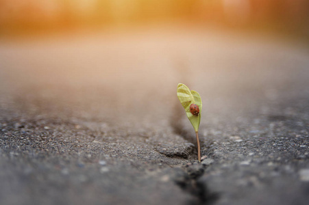 植物生长在坚实地面上的裂缝里,在阳光下和瓢虫一起向上生长.