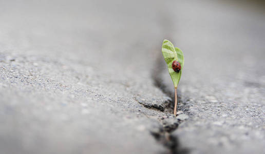 植物生长在坚实地面上的裂缝里,在阳光下和瓢虫一起向上生长.