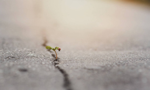 瓢虫全球植物生长在坚实地面上的裂缝里,在阳光下和瓢虫一起向上生长.