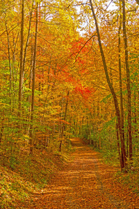 秋天幽静的林路图片