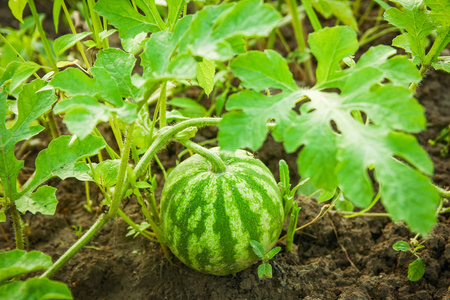 美丽西瓜植物美丽的西瓜生长在自然的田野里照片