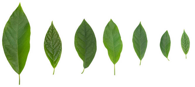 七片鳄梨绿叶子孤立在白色上面照片