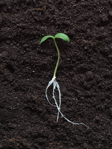 在土壤中生根发芽.照片