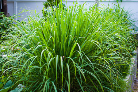 它是一种灌木,它的叶子是细长的绿色照片