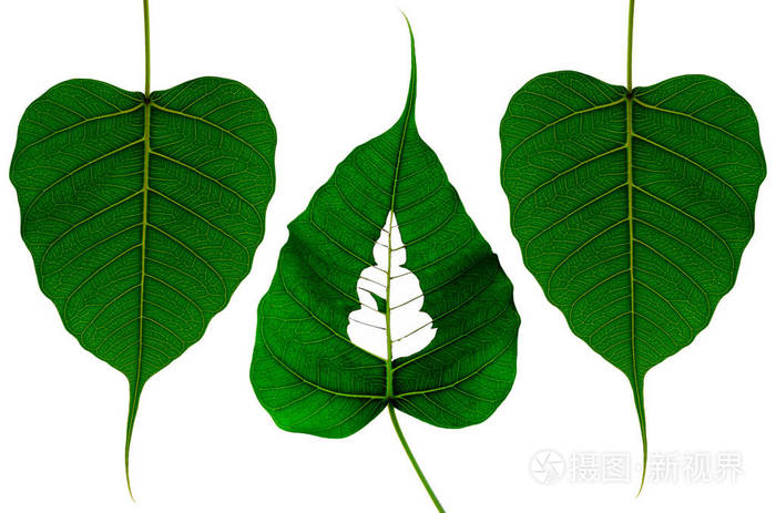 碧绿的菩提叶被剪成佛像在叶子上