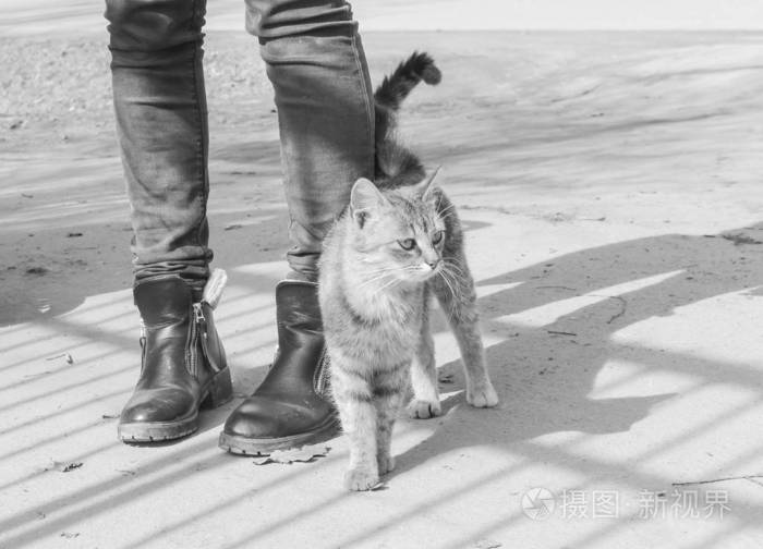 饥饿的猫蹭着过路人的腿.街猫在嗨照片-正版商用图片2il6o7-摄图新视