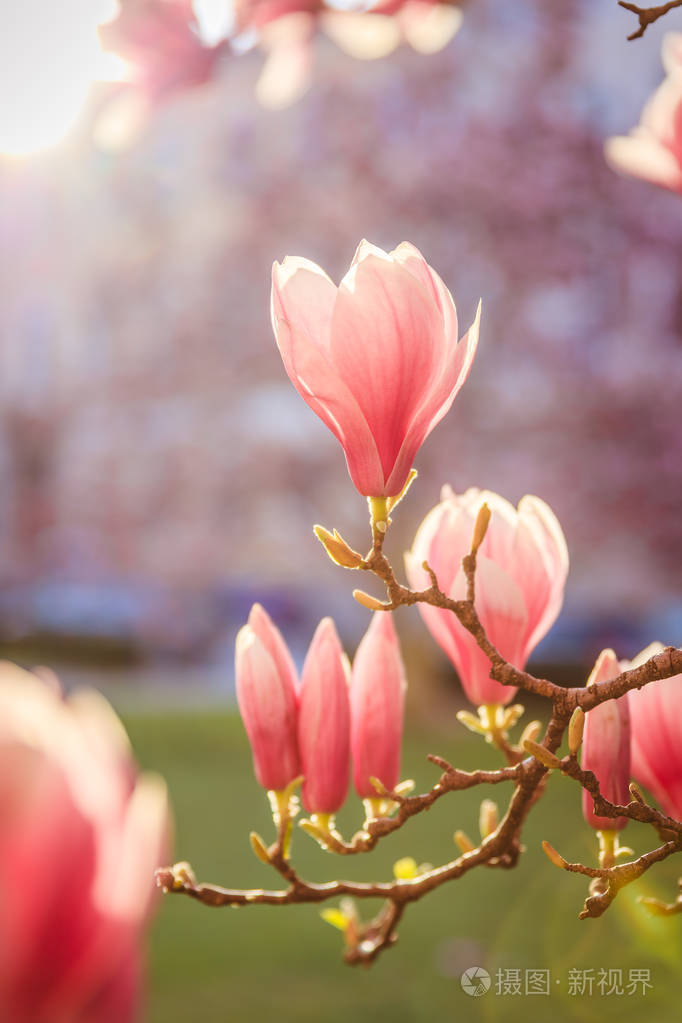 春天盛开着粉红色木兰花的树美丽