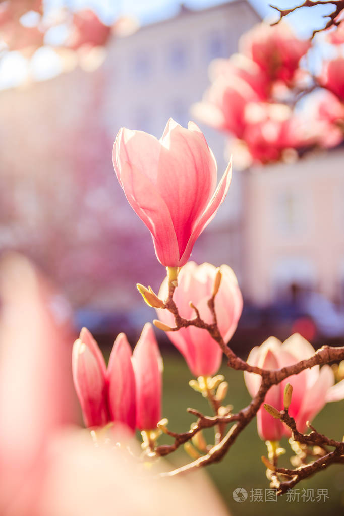 春天:盛开着粉红色木兰花的树,美丽照片-正版商用图片2il8la-摄图新视