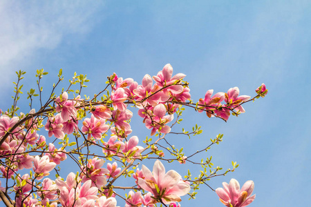 粉红色的玉兰树在蓝天下绽放图片