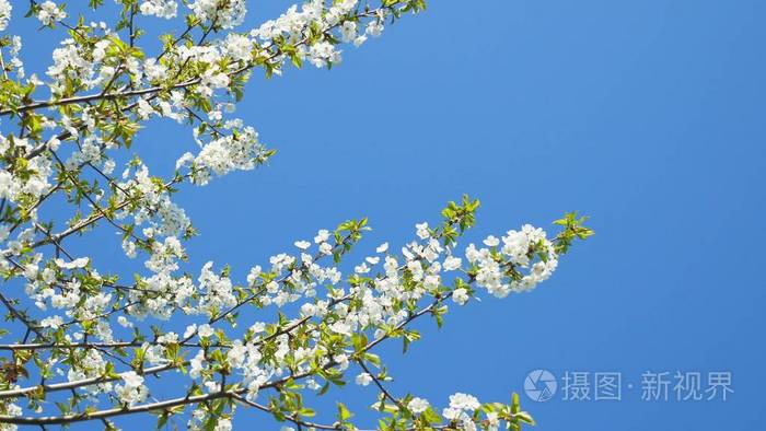 蓝天下盛开的树。春天公园的树枝上开着美丽的花