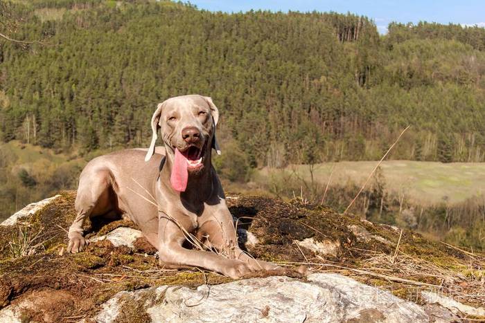 森林里岩石上的魏玛拉纳猎狗在打猎春天带着一条狗穿过森林猎犬在打猎
