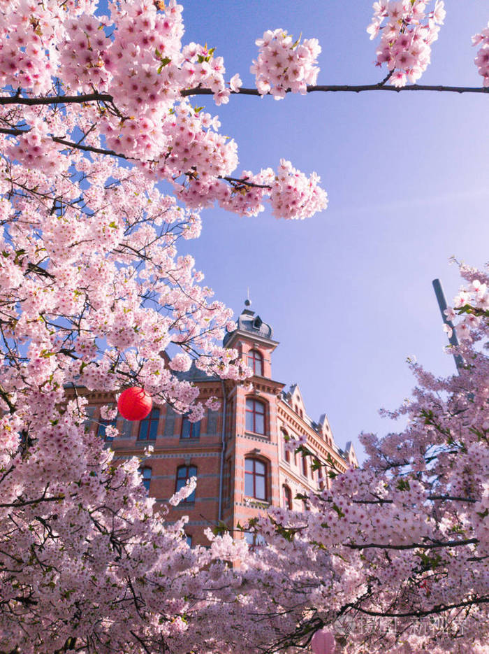 美丽的樱花和一座建筑物在背后
