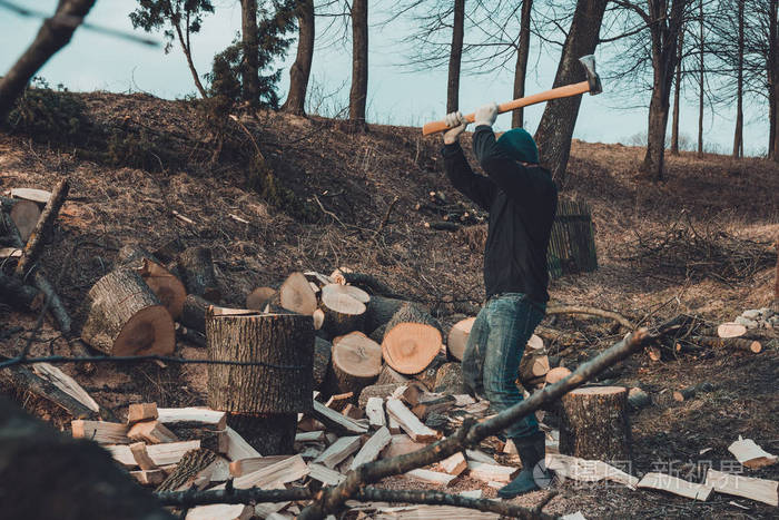 寒风凛冽的人采伐木材以备寒冬之需砍下一棵厚厚的实木灰树