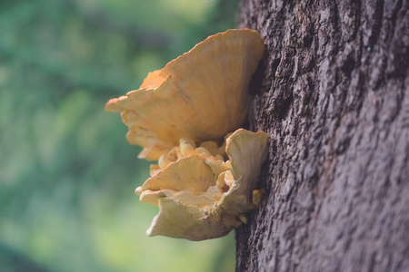 顶视图横幅,长格式收集到的蘑菇长在柳条篮子里蘑菇牛肝菌长在桦树下
