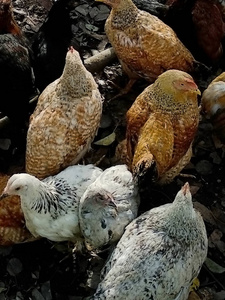 传统家禽养殖场的散养鸡图片