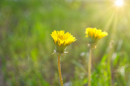 四月草地上的两朵小黄花蒲公英图片