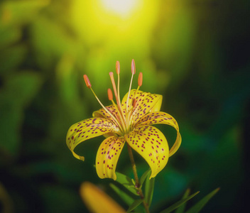黄百合花素材图片 黄百合花图片素材下载 摄图新视界