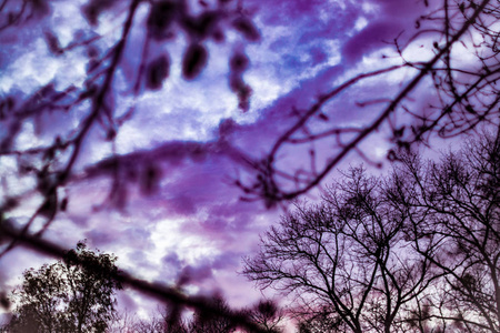 紫云密布的天空透过枯枝望去图片
