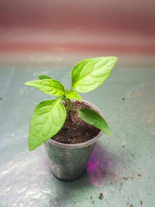 美女爬山虎苗幼苗-非常漂亮的保加利亚胡椒或辣椒苗在锅里照片