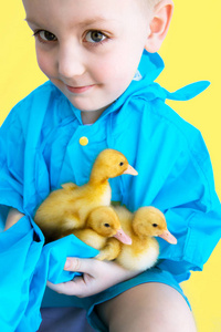 小鸡的孩子图片