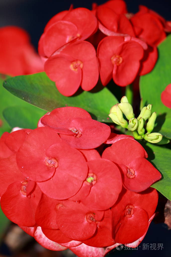 大戟属荆棘花冠