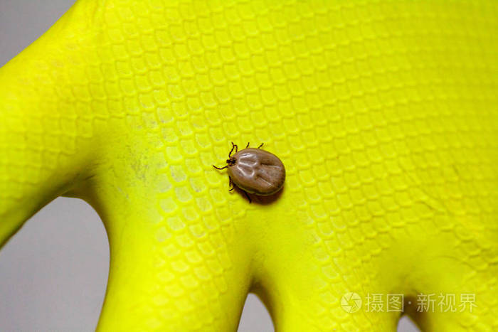 两只满是血的螨虫在绿叶上爬行